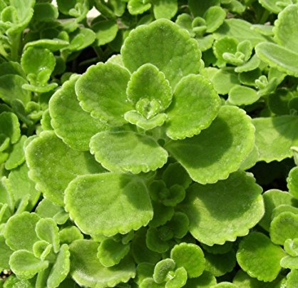 Origanum Vulgare Essential Oil 4